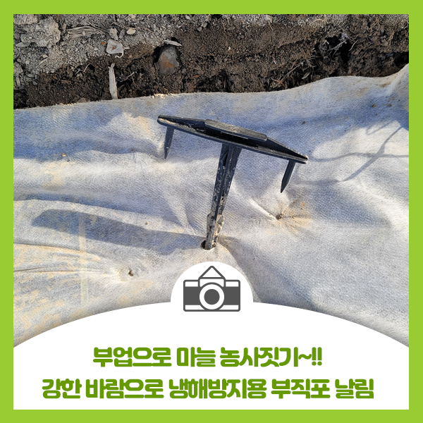  부업으로 마늘농사 짓기, 북극한파와 강한 바람으로 냉해방지용 부직포 날림