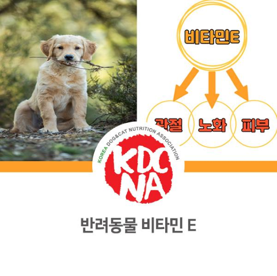  NO.1074 반려동물 비타민E의 효능 및 흡수