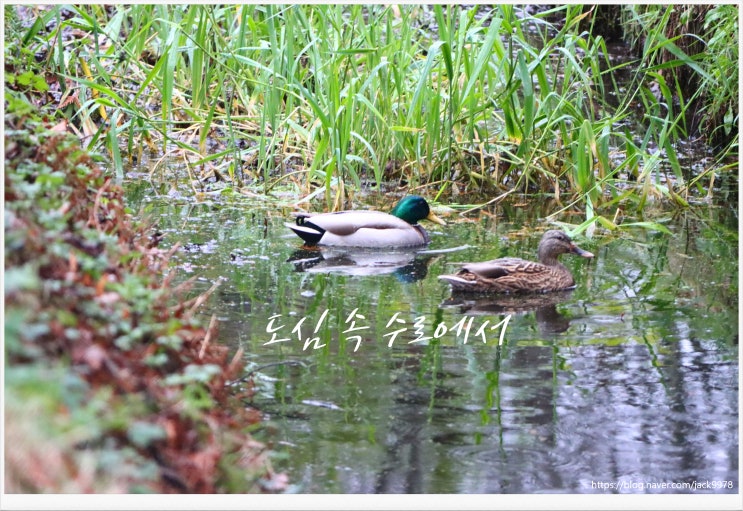  [캐나다 생활 Day2] BC주 리치먼드 탐색 2일차