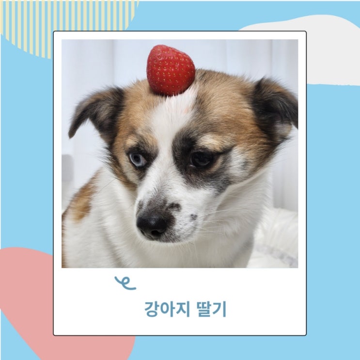 강아지 딸기 산딸기 탕후루 먹어도되나요? 강아지 딸기 산딸기 탕후루 먹어도되나요?