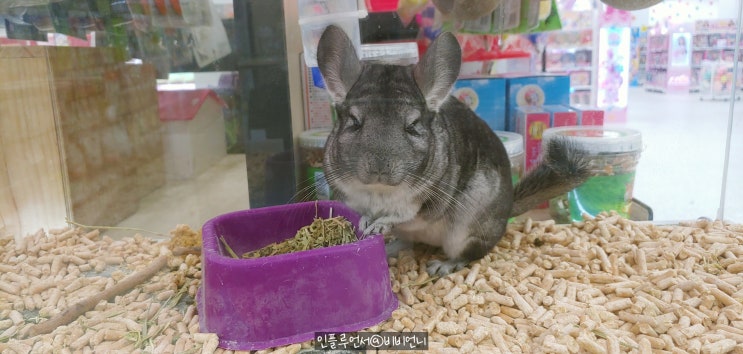  친칠라 쥐 정보 사육방법 수명기간 먹이 알아보기
