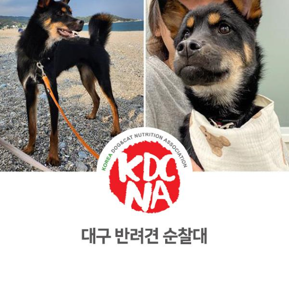  NO.1070 대구 반려견 순찰대