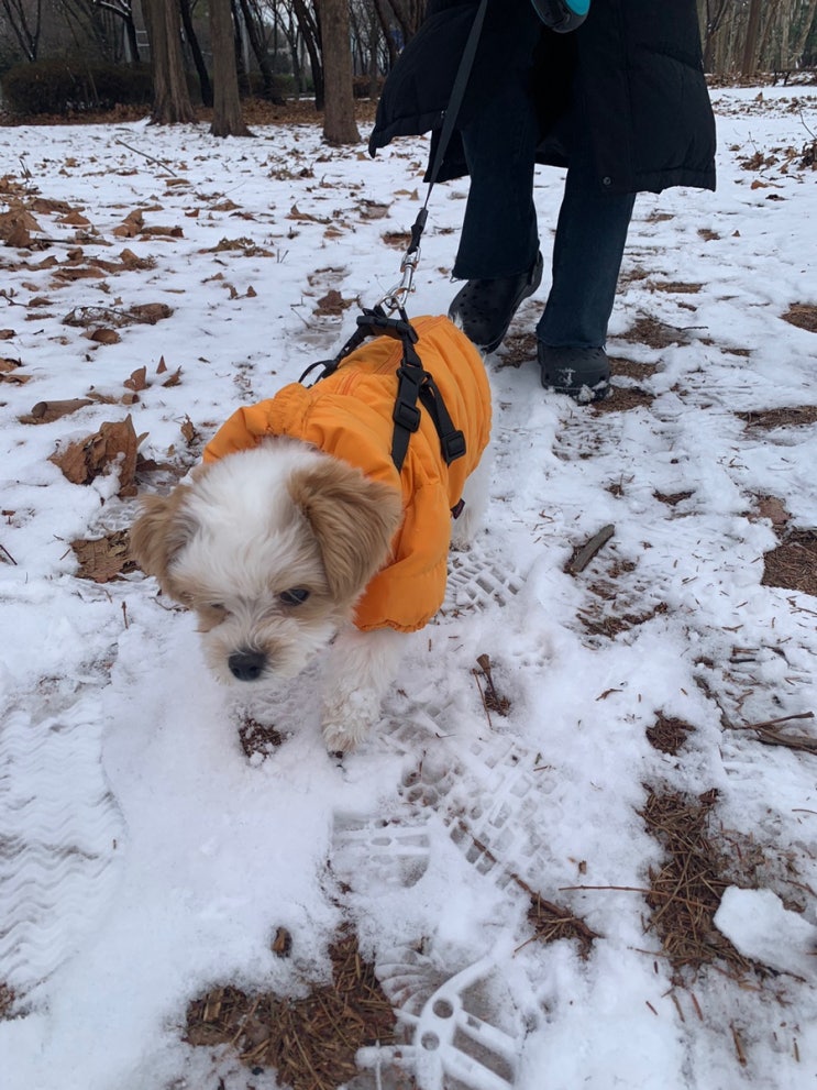 강아지 산책 온도의 중요성과 온도별 주의사항