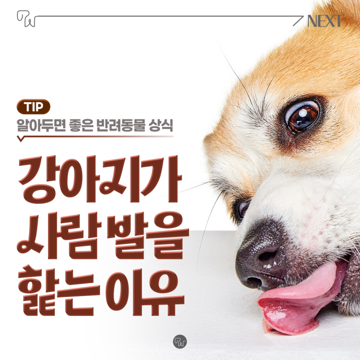  강아지가 사람 발 핥는 이유 알려드려요.
