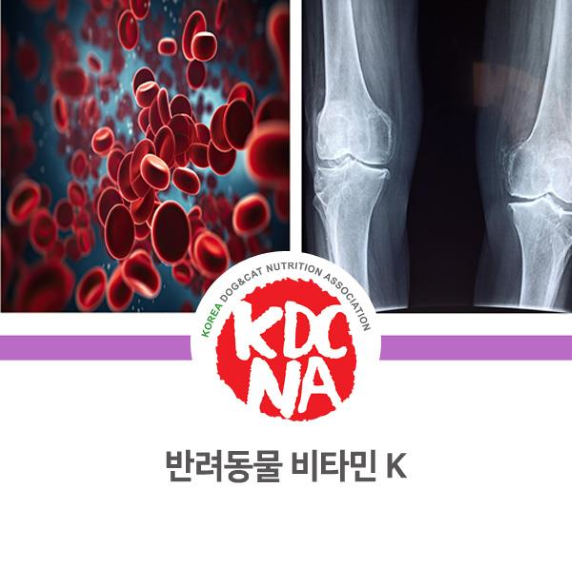  NO.1075 비타민K의 효능 및 흡수
