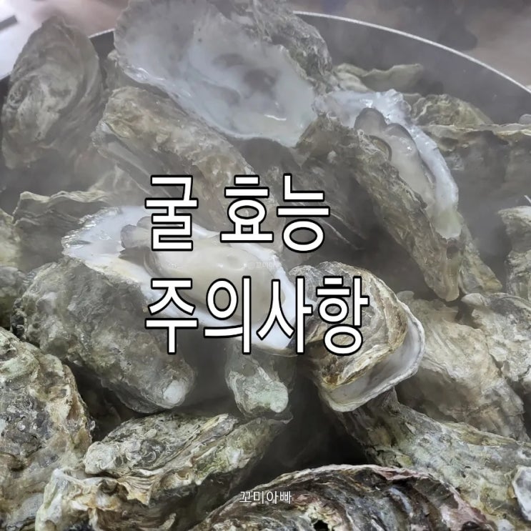  굴 제철시기 굴 효능 주의사항 알아보기
