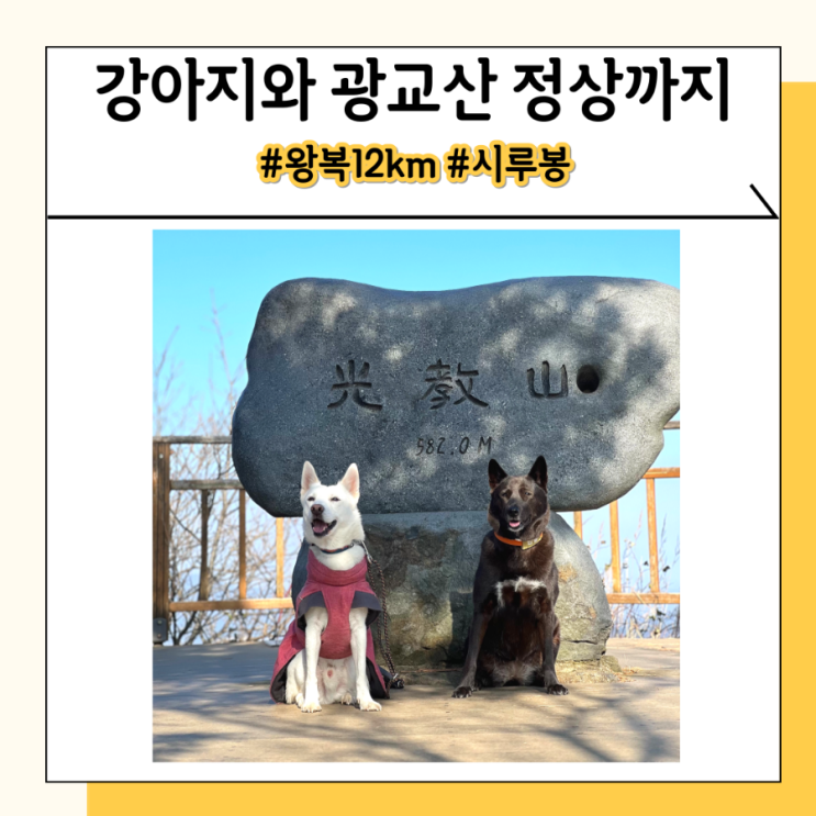 강아지와 동반 등산 출입 초보자 완전 가능한 광교산 강아지와 동반 등산 출입 초보자 완전 가능한 광교산