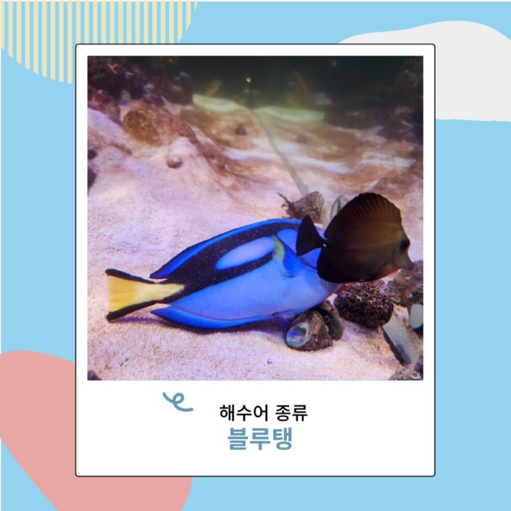 해수어 블루탱 키우기 해수어항 세팅 주의점 해수어 블루탱 키우기 해수어항 세팅 주의점