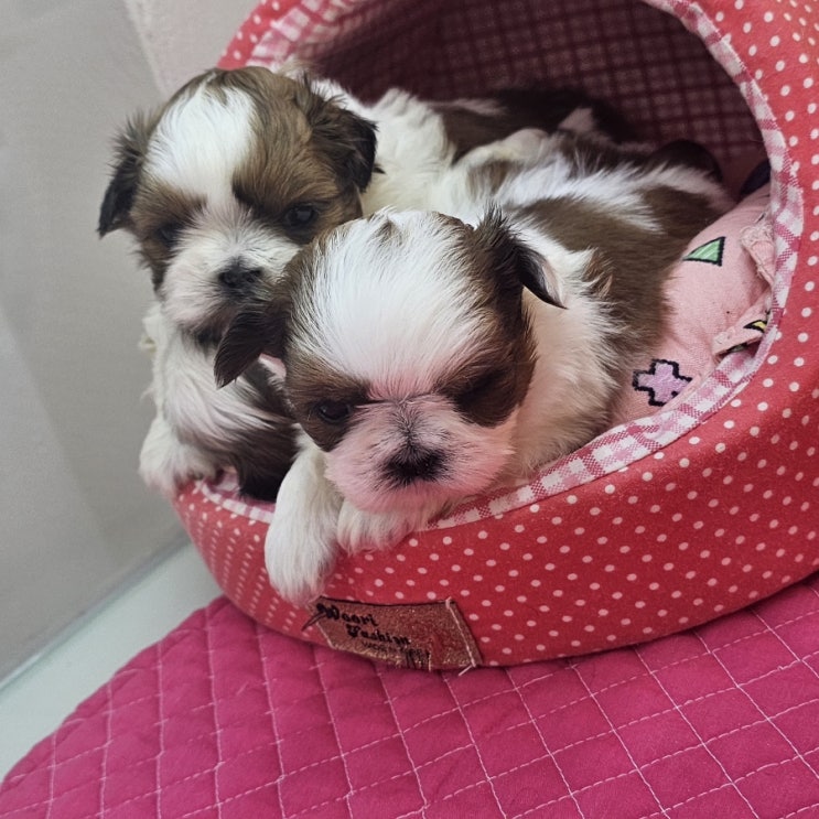  순한강아지 시츄를 아시나요?