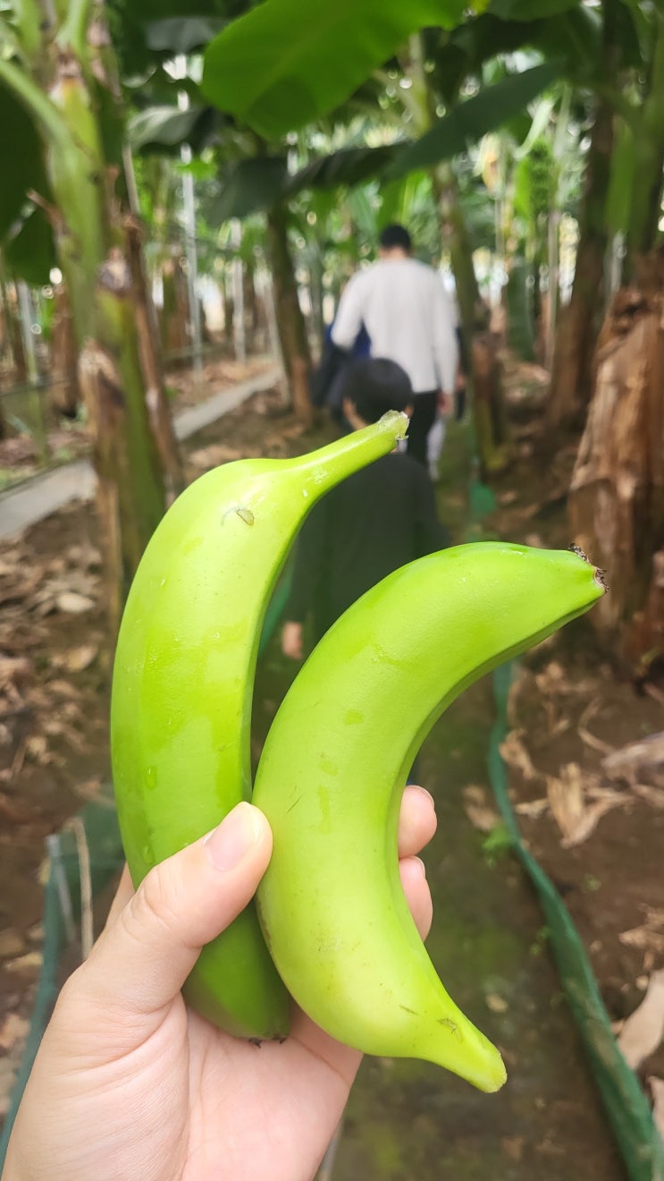  제주도 바나나 농장체험 스위트몽키 초등학생 체험 관광