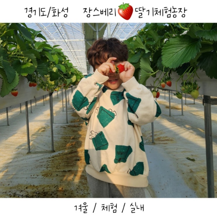  경기도 화성 겨울 아이랑 체험 / 장스베리 딸기 농장