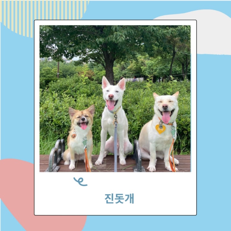 진돗개 종류 블랙탄 황구 호구 백구 특징 수명 꾸마가 알려줄개 진돗개 종류 블랙탄 황구 호구 백구 특징 수명 꾸마가 알려줄개
