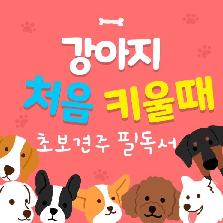  강아지 처음 키울 때 알아야 할 것(입양 후 초보 견주 꿀팁)