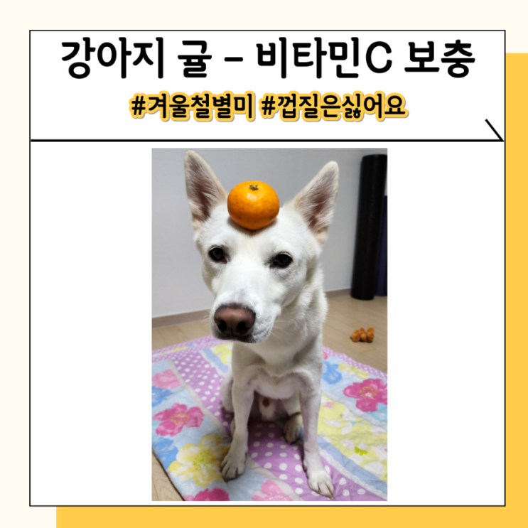강아지한테 귤 먹어도 되는 과일이지만 알러지 주의 강아지한테 귤 먹어도 되는 과일이지만 알러지 주의