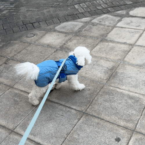 [강아지 겨울옷] 겨울 비숑 패딩 추천 : 너티포 이지워밍패딩