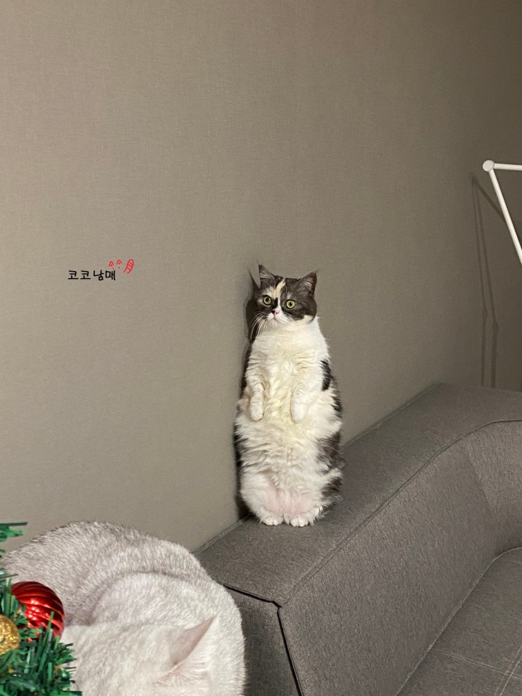  고양이와 함께 크리스마스 트리 만들기