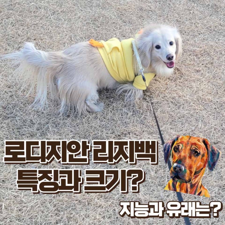  로디지안 리지백  성격 지능 크기 유래