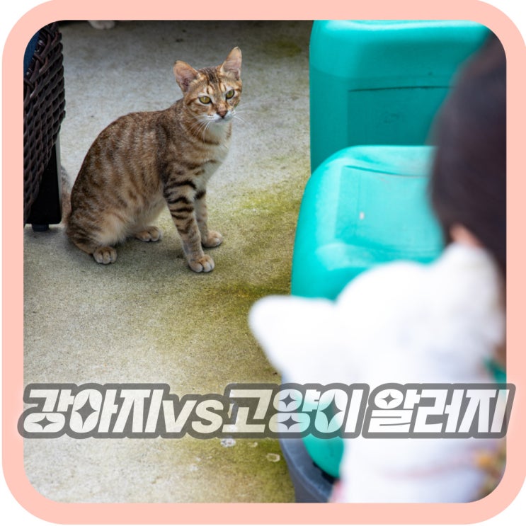 강아지와 고양이 중 누가 사람에게 알레르기를 더 잘 유발할까