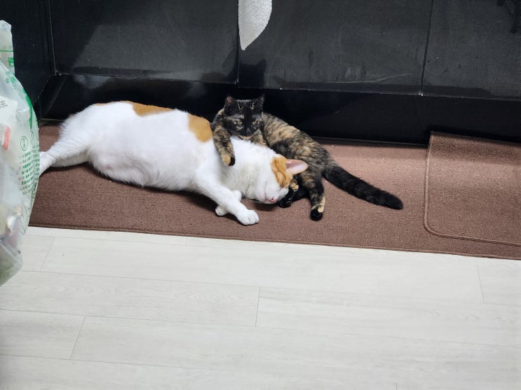  둘째 고양이 입양 했어요!