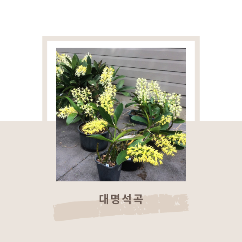 대명석곡 다년생 승진 개업화분 꽃피는시기 물주기 키우기 분갈이 방법은?