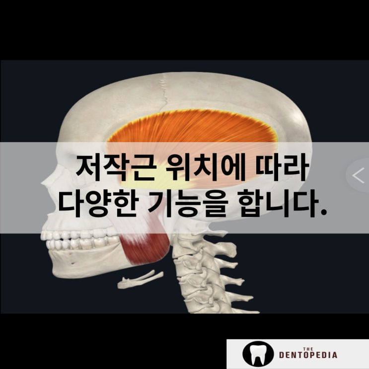  저작근위치 및 종류마다 기능이 다릅니다.