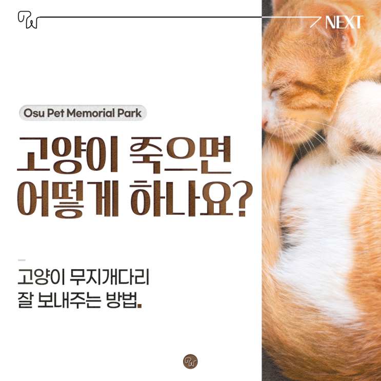  고양이 죽으면 어떻게 하나요? 고양이 무지개다리 잘 보내주는 방법