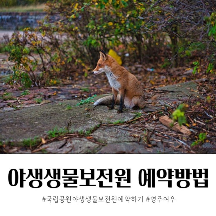  영주 여우 보러가기 국립공원 야생생물보전원 예약하는 법