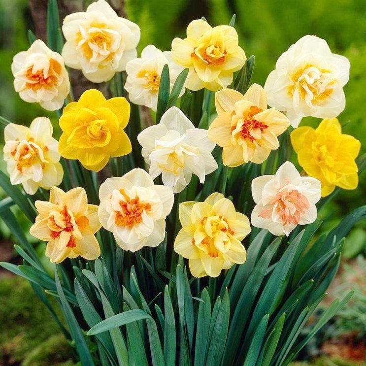  1월 탄생화,탄생석,탄생목 알아보기