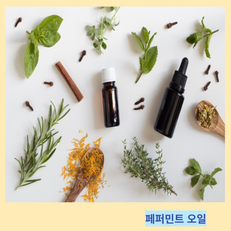 페퍼민트오일 효능 및 바른 사용법 페퍼민트오일 효능 및 바른 사용법