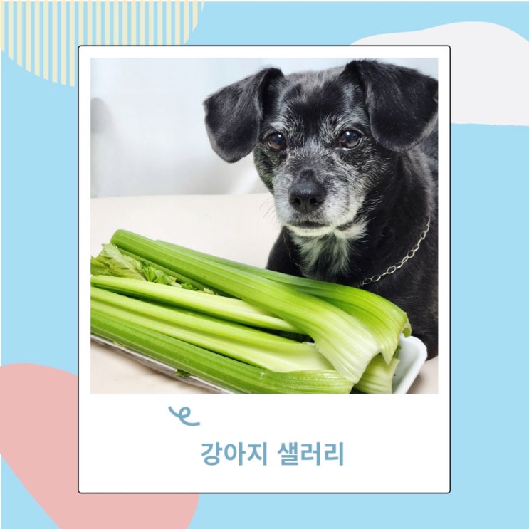 강아지 샐러리 야채 줄때 주의점 확인하기 강아지 샐러리 야채 줄때 주의점 확인하기