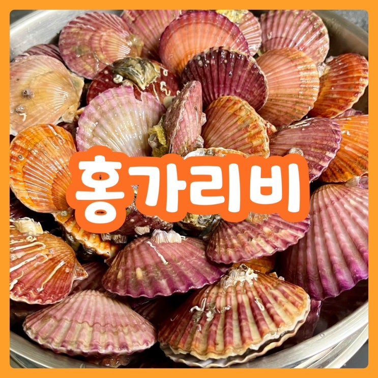  [공구] 홍가리비 3KG 20,000원 | 요즘 제철 가리비 갓성비로 뽕뽑기!!!