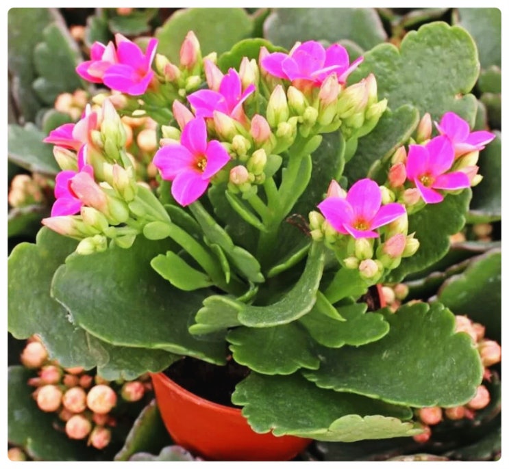  (가랑코에) 칼랑코에 키우기 알아보기_꽃말,햇빛,물주기 알아보기