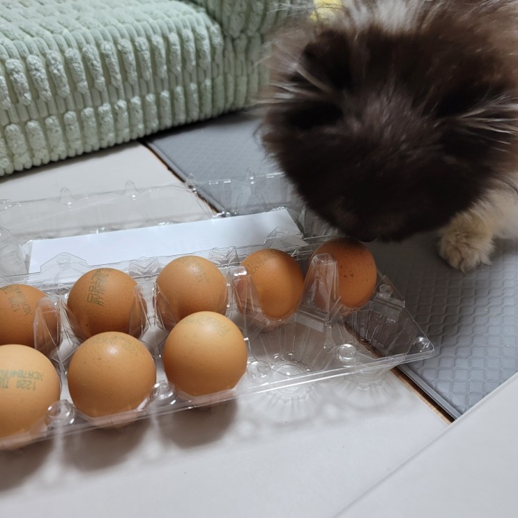 강아지 계란 노른자 흰자 삶은 계란ok 달걀후라이는?