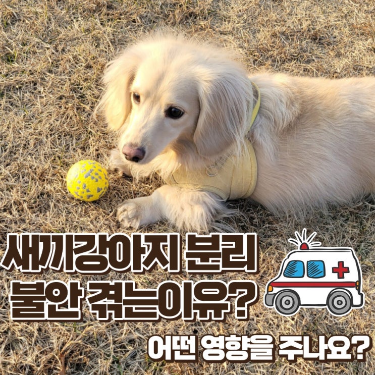  새끼강아지 분리불안 지속되면 어떤 영향을 주나요?