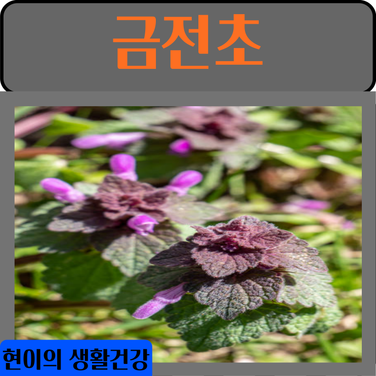  금전초 효능 부작용 차로 먹는 방법