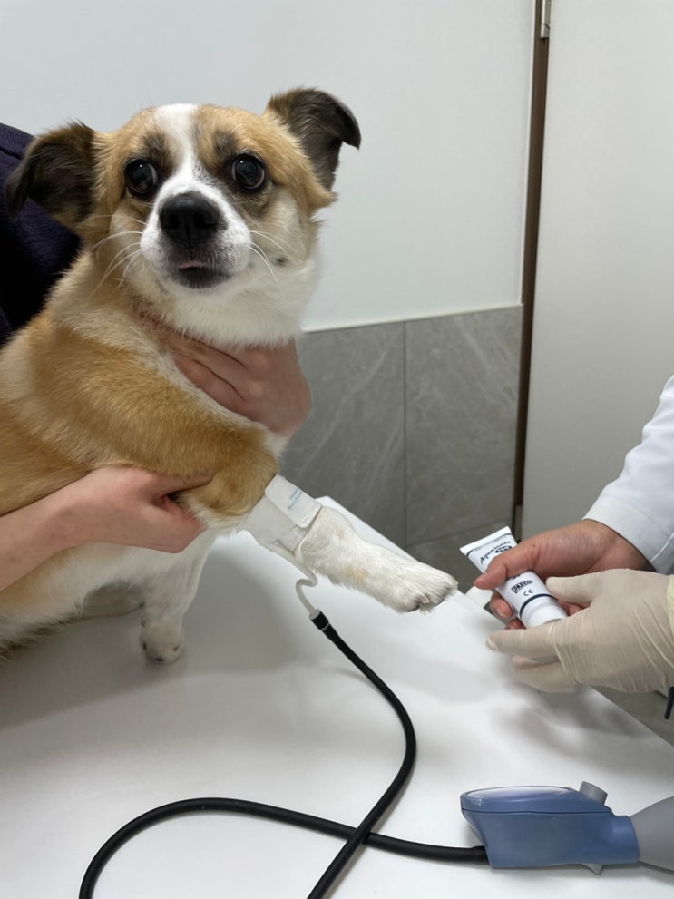  잠실 송파 방이역역동물병원 올림픽동물의료센터, 시니어강아지 심장초음파 자세한 후기