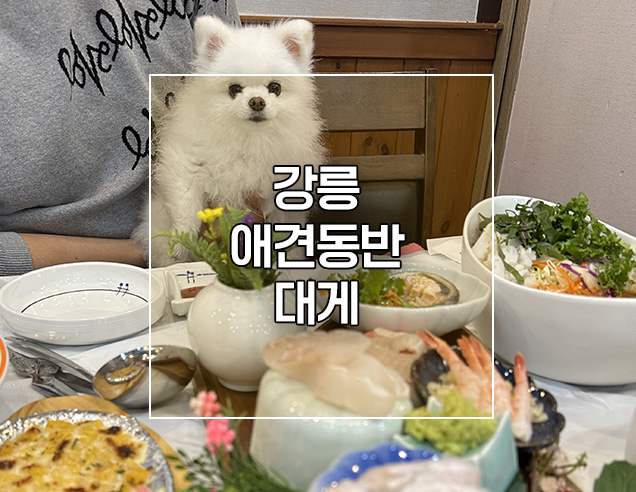  강릉 세인트존스호텔 근처 애견동반 식당 대게 맛집 솔향