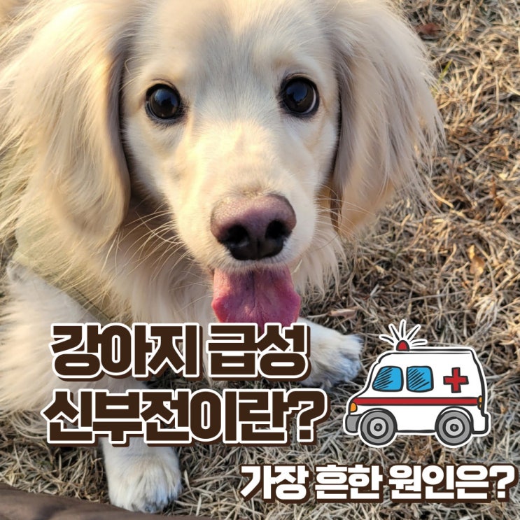  강아지 급성신부전 가장 흔한 원인과 대처방법