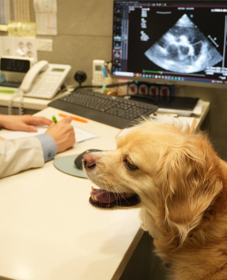 수성구 24시범어동물의료센터에서 대구 강아지 심장검사 건강검진 받고왔어요