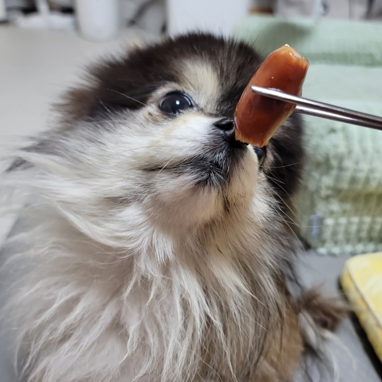 강아지 소세지 햄 사람 비엔나소시지 먹어도될까?