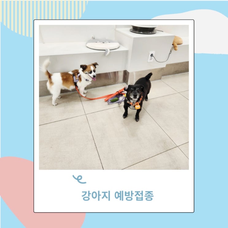 강아지 예방접종 시기 광견병 주사 코로나 비용 강아지 예방접종 시기 광견병 주사 코로나 비용