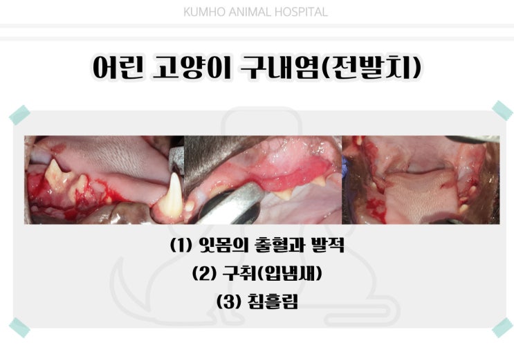  광주 고양이 치과 - 어린 고양이도 구내염에 걸릴 수 있어요! [광주 치과 동물병원, 고양이 구내염, 고양이 전발치, 고양이 발치, 고양이 스케일링]