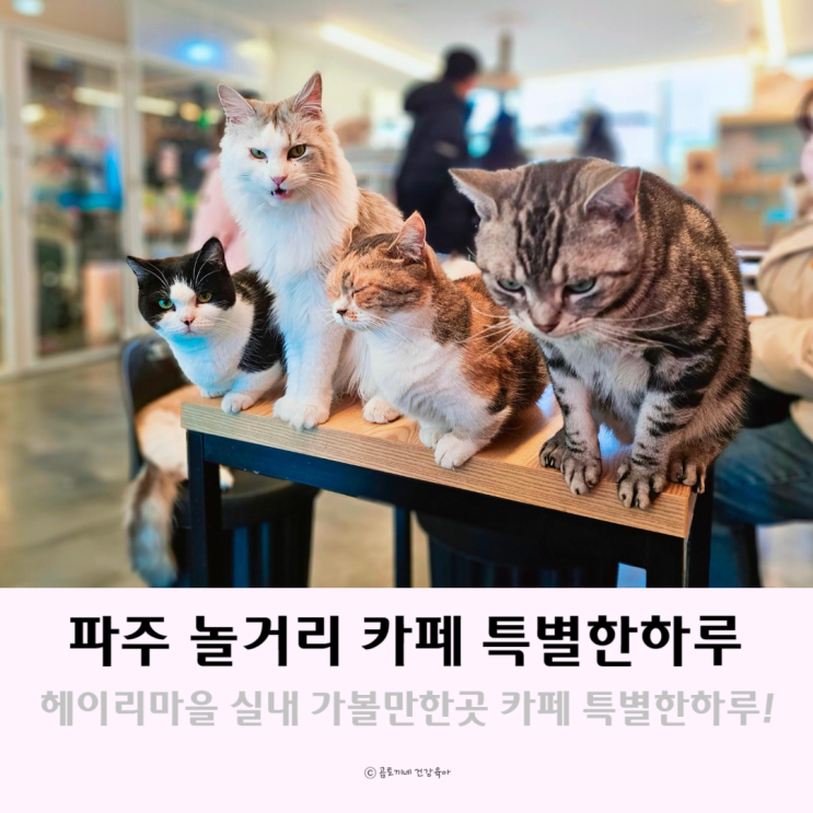 파주 놀거리 이색체험 카페 특별한하루 헤이리 실내가볼만한곳 파주 놀거리 이색체험 카페 특별한하루 헤이리 실내가볼만한곳