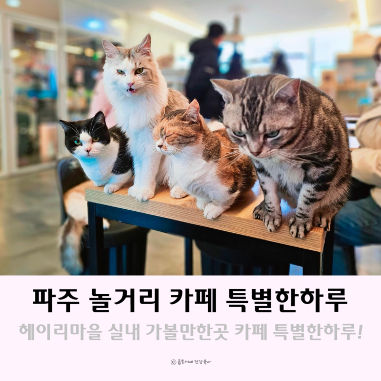 파주 놀거리 이색체험 카페 특별한하루 헤이리 실내가볼만한곳