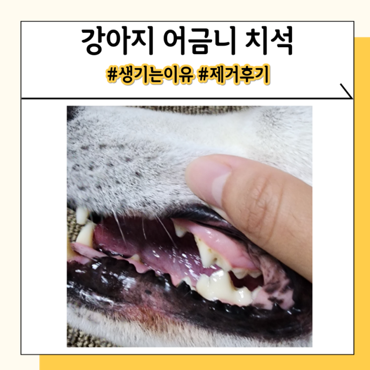 강아지 어금니 심한 치석 생기는 이유, 제거한 후기 강아지 어금니 심한 치석 생기는 이유, 제거한 후기