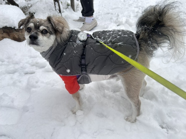 눈 펑펑 폭설 12월 30일 강아지 겨울 산책은 이렇게!