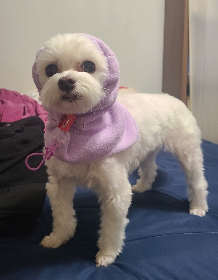  다이소_강아지 바라클라바