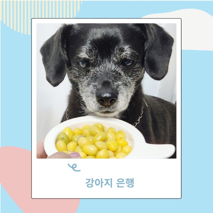 강아지 먹으면안되는음식 은행 밟았을때 섭취시 조치법 강아지 먹으면안되는음식 은행 밟았을때 섭취시 조치법
