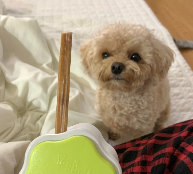  [강아지 껌] 하루조이 오래오래 해피스틱 불리스틱 추천 / 오래 먹는 강아지 간식