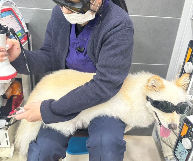 강아지 지간염 레이저치료ㅣcompanion 동물병원전용 레이저 장비